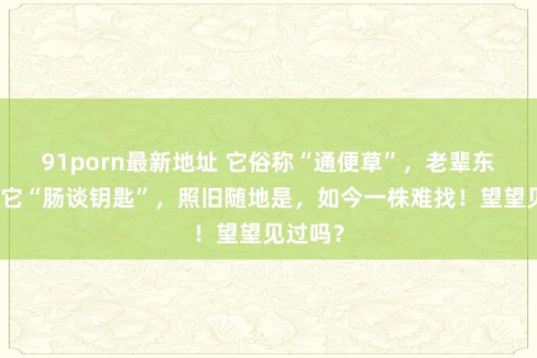 91porn最新地址 它俗称“通便草”，老辈东谈主叫它“肠谈钥匙”，照旧随地是，如今一株难找！望望见过吗？